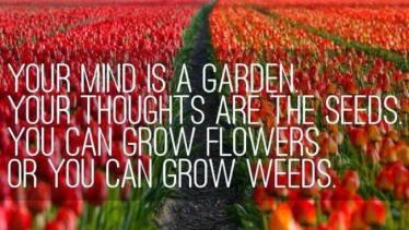 11939087_543855442429939_1617463383_n